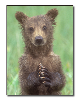 Praying Bear